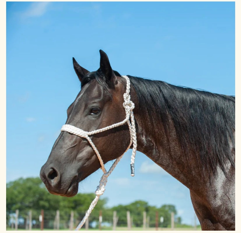 Mule tape halters with lead rope